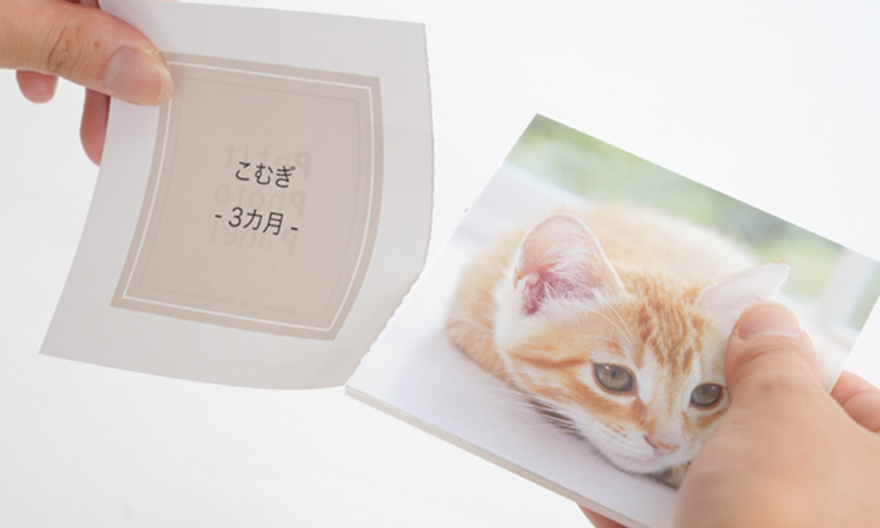 petitphotopanelのイメージ7