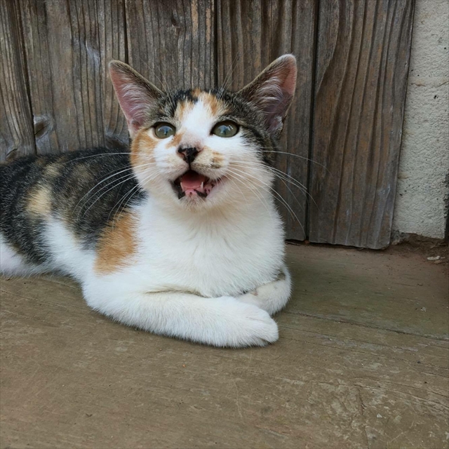 伴田 良輔の猫を撮るコツ