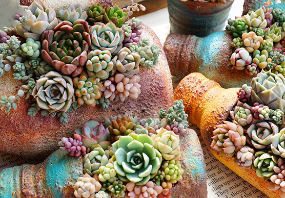 多肉植物の神秘的な魅力に迫るインスタグラマーmayuno313さんに聞く、植物写真のおもしろさ