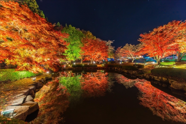 ライトアップされた紅葉