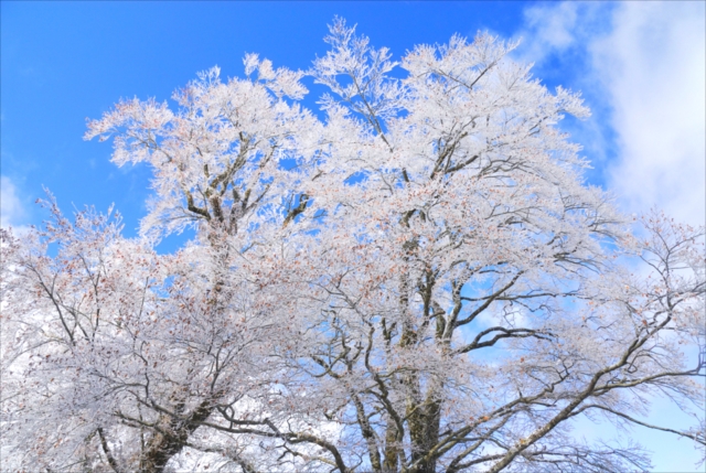 樹氷